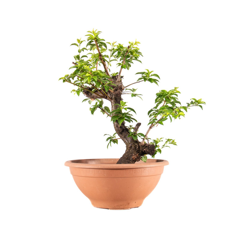 Prunus cerasifera - B5146