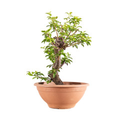 Prunus cerasifera - B5146