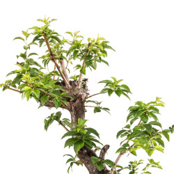 Prunus cerasifera - B5146