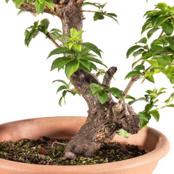 Prunus cerasifera - B5146