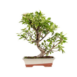 Malus everest - B5150