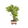 Malus everest - B5150