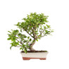 Malus everest - B5150