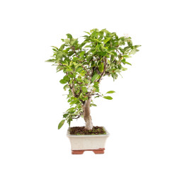 Malus everest - B5150