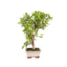 Malus everest - B5150