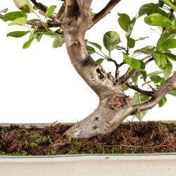 Malus everest - B5150