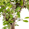 Malus everest - B5150