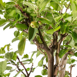 Malus everest - B5150