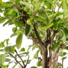 Malus everest - B5150