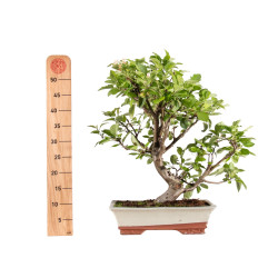 Malus everest - B5150