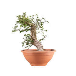 Crataegus monogyna - B5151