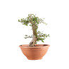 Crataegus monogyna - B5151