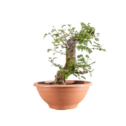 Crataegus monogyna - B5151