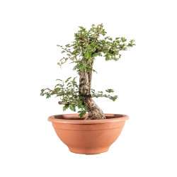 Crataegus monogyna - B5151
