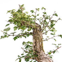 Crataegus monogyna - B5151