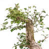 Crataegus monogyna - B5151