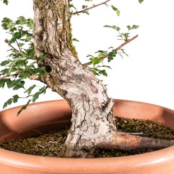 Crataegus monogyna - B5151