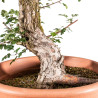 Crataegus monogyna - B5151