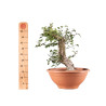 Crataegus monogyna - B5151