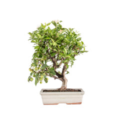 Malus Everest - B5152