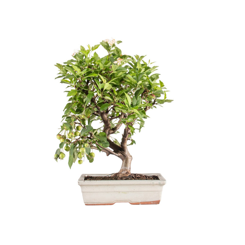 Malus Everest - B5152