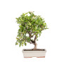Malus Everest - B5152