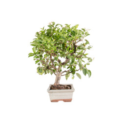 Malus Everest - B5152