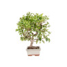 Malus Everest - B5152