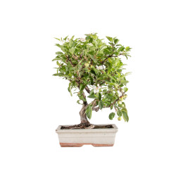 Malus Everest - B5152