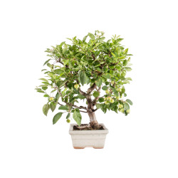 Malus Everest - B5152