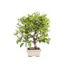 Malus Everest - B5152