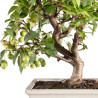 Malus Everest - B5152