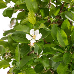 Malus Everest - B5152
