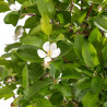 Malus Everest - B5152