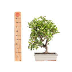 Malus Everest - B5152