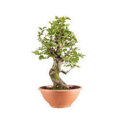 Carpinus Betulus - B5153
