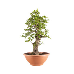 Carpinus Betulus - B5153