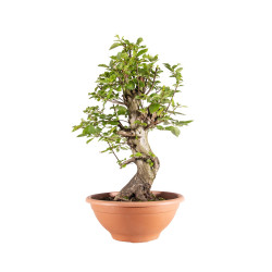 Carpinus Betulus - B5153