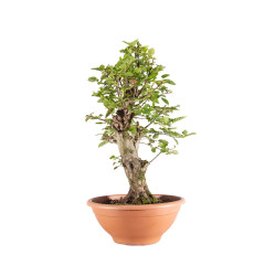Carpinus Betulus - B5153