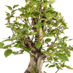 Carpinus Betulus - B5153