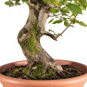 Carpinus Betulus - B5153