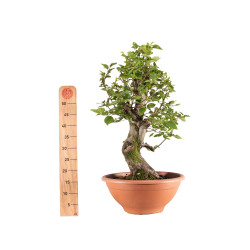 Carpinus Betulus - B5153