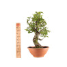 Carpinus Betulus - B5153