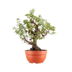 Prunus cerasifera - B5154