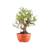 Prunus cerasifera - B5154