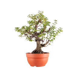 Prunus cerasifera - B5154