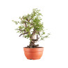 Prunus cerasifera - B5154