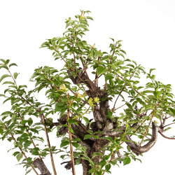 Prunus cerasifera - B5154