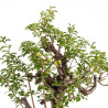 Prunus cerasifera - B5154