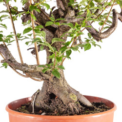 Prunus cerasifera - B5154